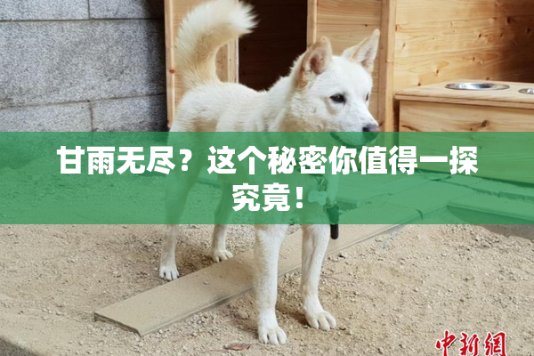 甘雨无尽？这个秘密你值得一探究竟！