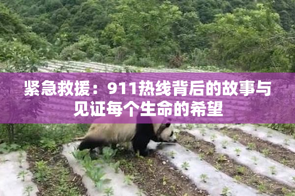 紧急救援：911热线背后的故事与见证每个生命的希望