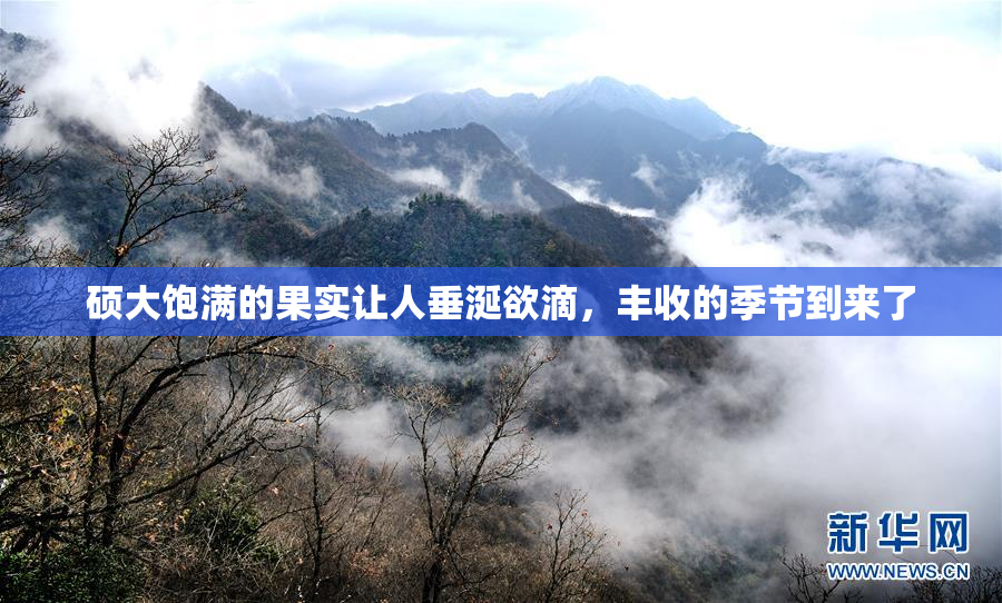 硕大饱满的果实让人垂涎欲滴，丰收的季节到来了