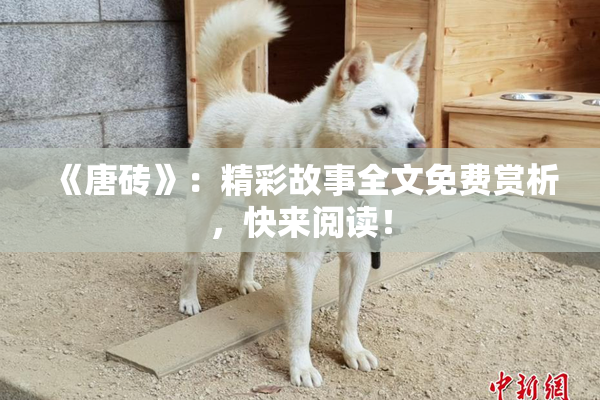 《唐砖》：精彩故事全文免费赏析，快来阅读！