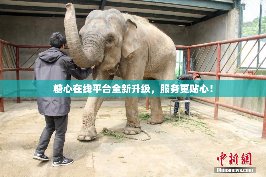 糖心在线平台全新升级，服务更贴心！