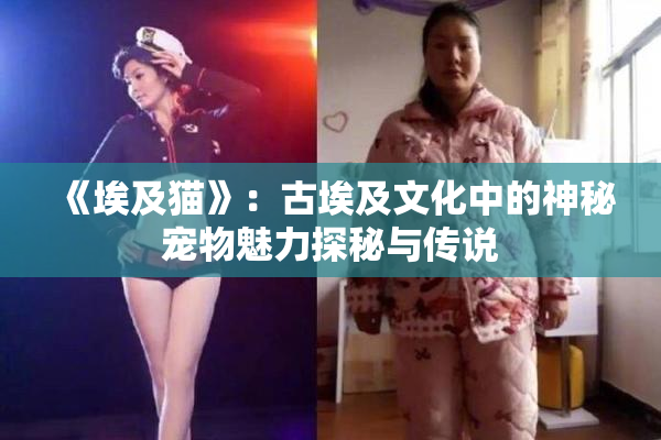 《埃及猫》：古埃及文化中的神秘宠物魅力探秘与传说