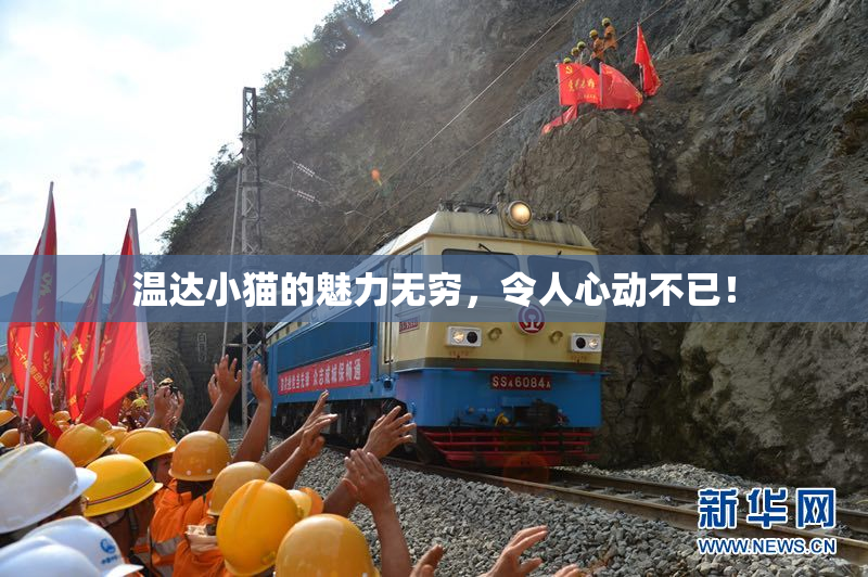 温达小猫的魅力无穷，令人心动不已！