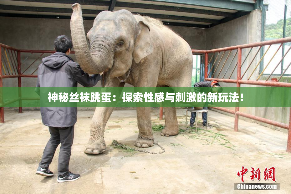 神秘丝袜跳蛋：探索性感与刺激的新玩法！