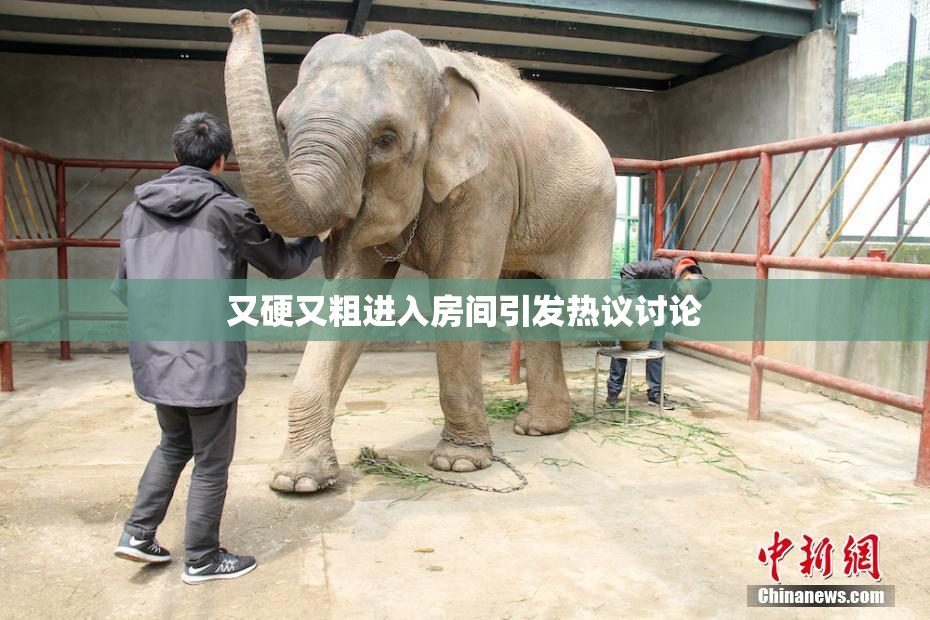 又硬又粗进入房间引发热议讨论