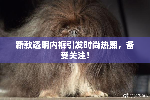 新款透明内裤引发时尚热潮，备受关注！