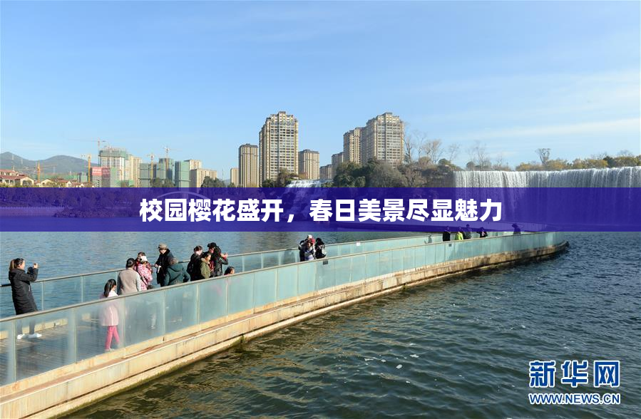 校园樱花盛开，春日美景尽显魅力
