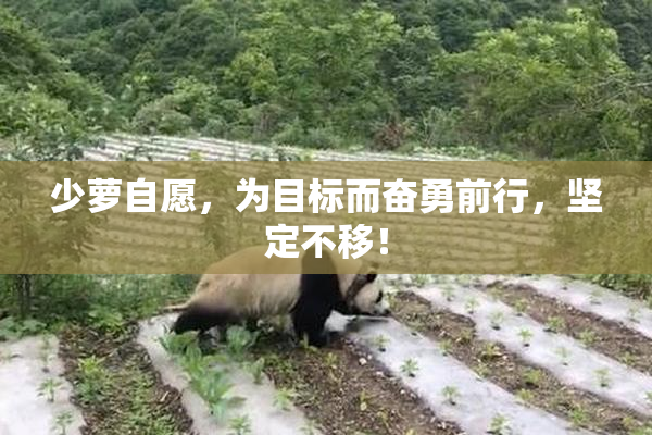 少萝自愿，为目标而奋勇前行，坚定不移！