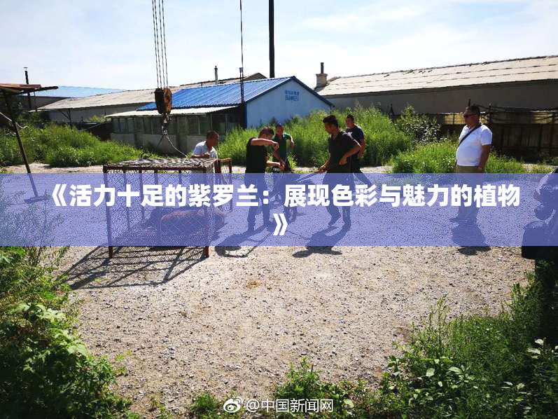 《活力十足的紫罗兰：展现色彩与魅力的植物》