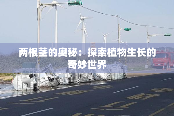 两根茎的奥秘：探索植物生长的奇妙世界