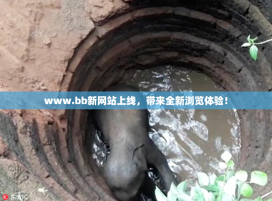 www.bb新网站上线，带来全新浏览体验！