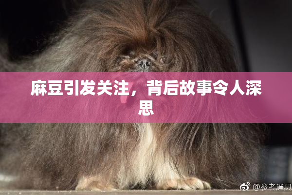 麻豆引发关注，背后故事令人深思