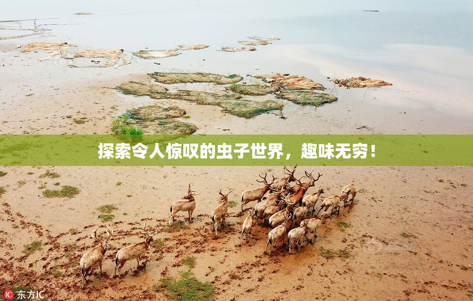 探索令人惊叹的虫子世界，趣味无穷！