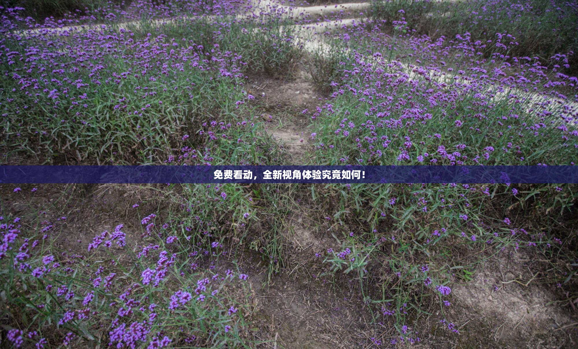 免费看动，全新视角体验究竟如何！