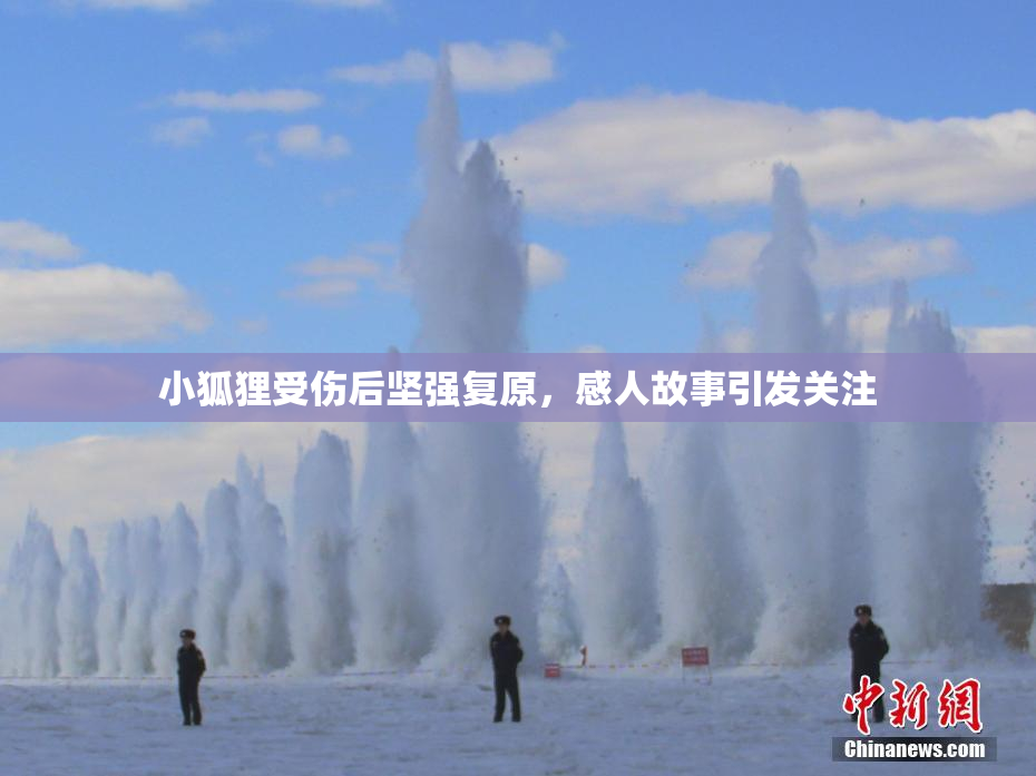 小狐狸受伤后坚强复原，感人故事引发关注