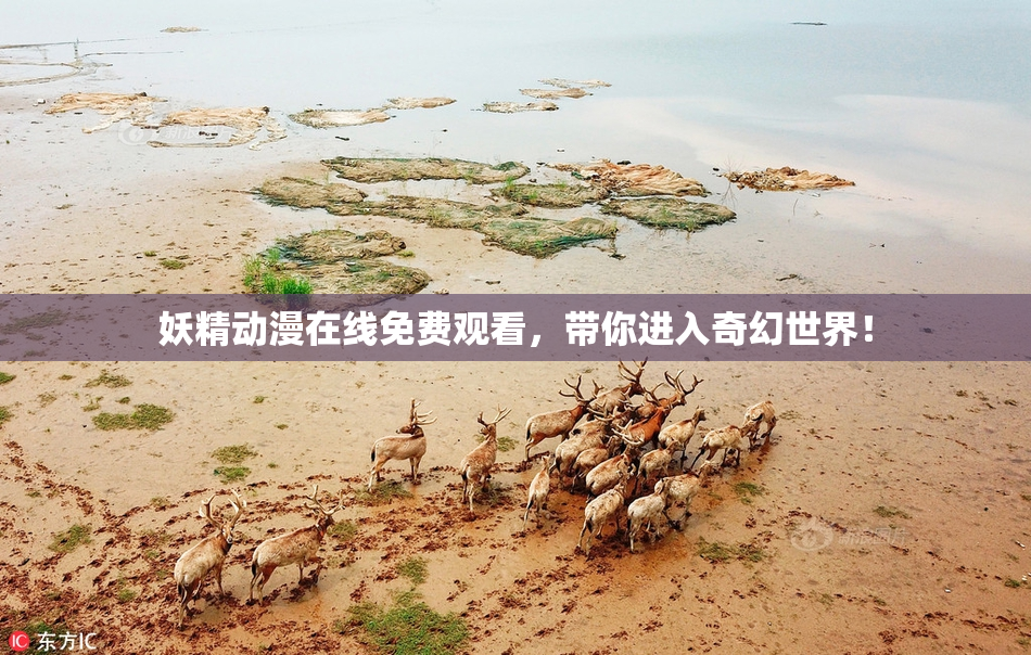妖精动漫在线免费观看，带你进入奇幻世界！