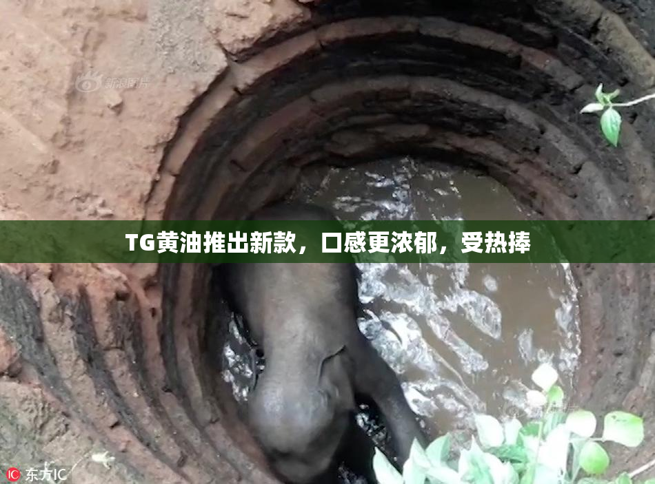 TG黄油推出新款，口感更浓郁，受热捧