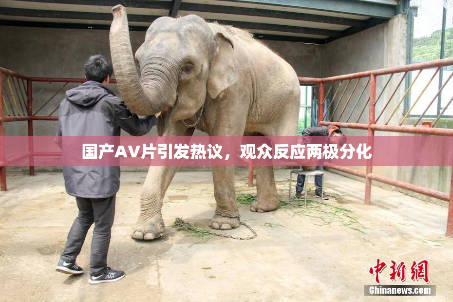 国产AV片引发热议，观众反应两极分化