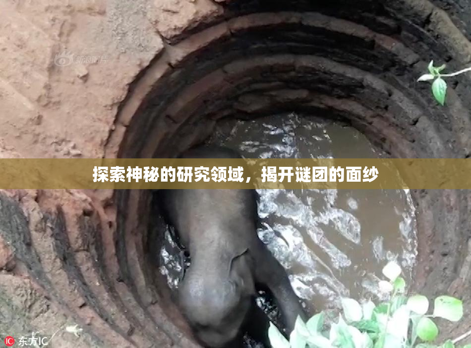 探索神秘的研究领域，揭开谜团的面纱