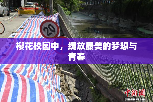 樱花校园中，绽放最美的梦想与青春