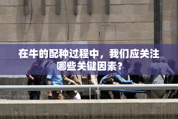 在牛的配种过程中，我们应关注哪些关键因素？