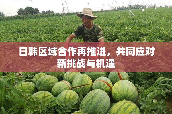 日韩区域合作再推进，共同应对新挑战与机遇