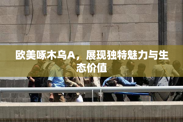 欧美啄木乌A，展现独特魅力与生态价值