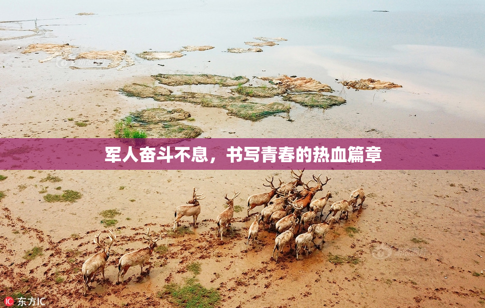 军人奋斗不息，书写青春的热血篇章