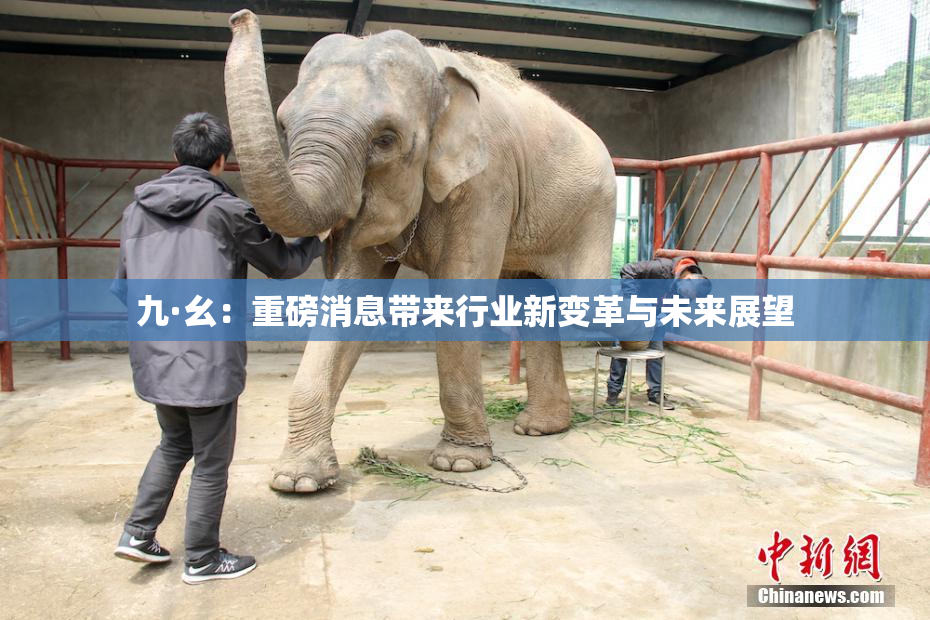 九·幺：重磅消息带来行业新变革与未来展望