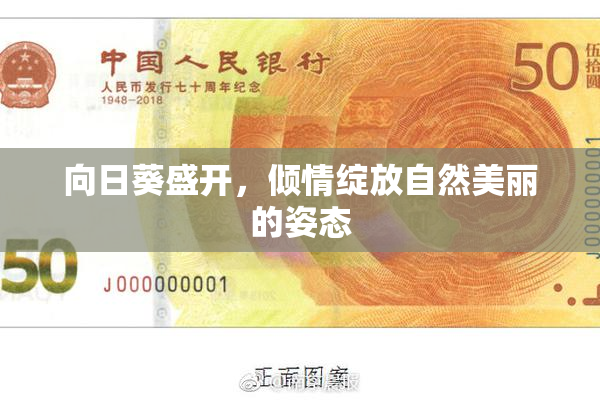 向日葵盛开，倾情绽放自然美丽的姿态