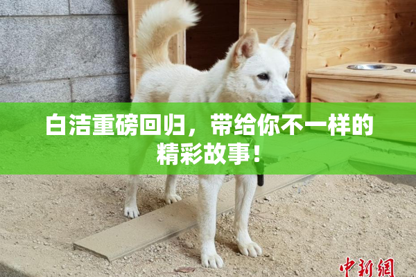 白洁重磅回归，带给你不一样的精彩故事！
