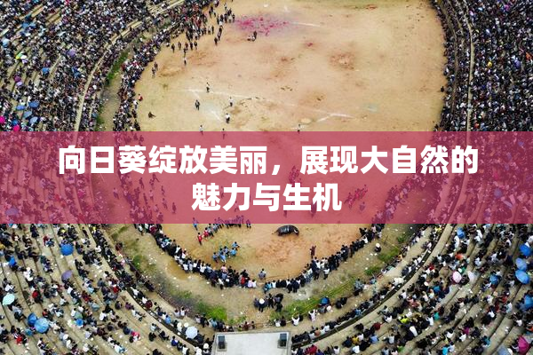 向日葵绽放美丽，展现大自然的魅力与生机