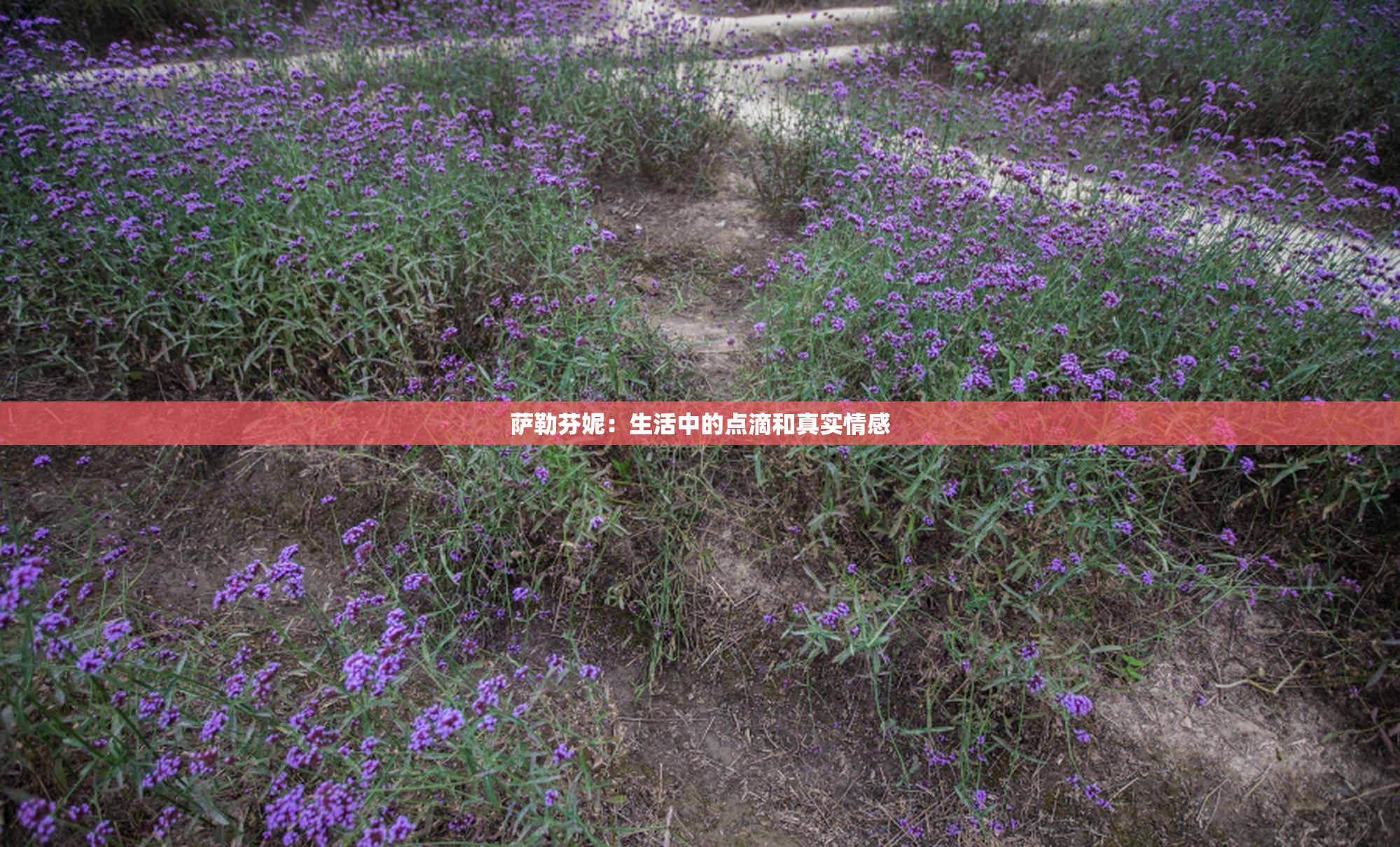 萨勒芬妮：生活中的点滴和真实情感