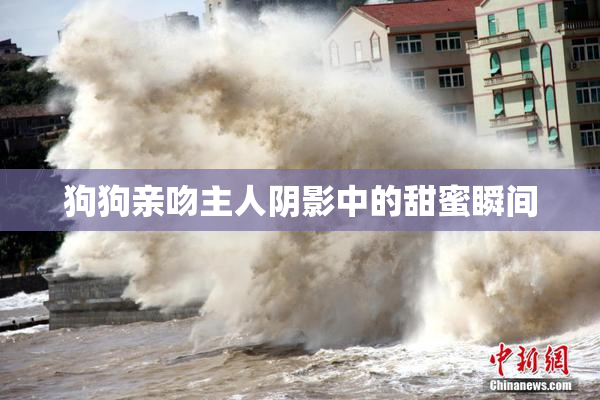 狗狗亲吻主人阴影中的甜蜜瞬间