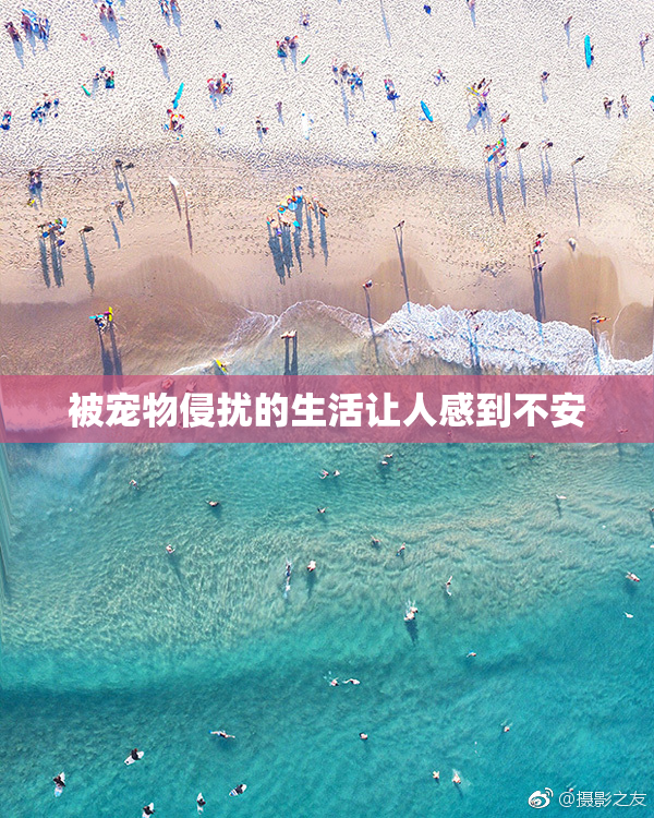 被宠物侵扰的生活让人感到不安