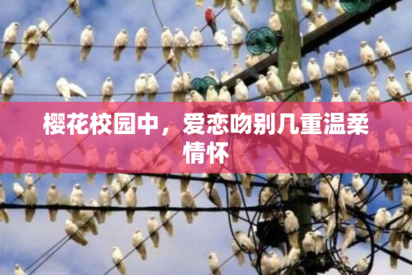 樱花校园中，爱恋吻别几重温柔情怀