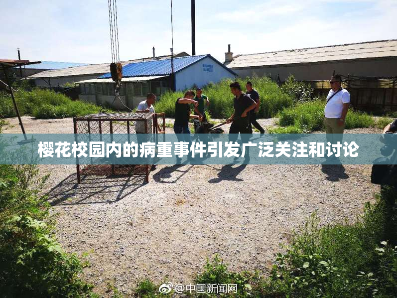 樱花校园内的病重事件引发广泛关注和讨论