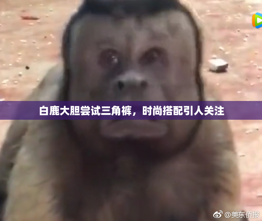 白鹿大胆尝试三角裤，时尚搭配引人关注