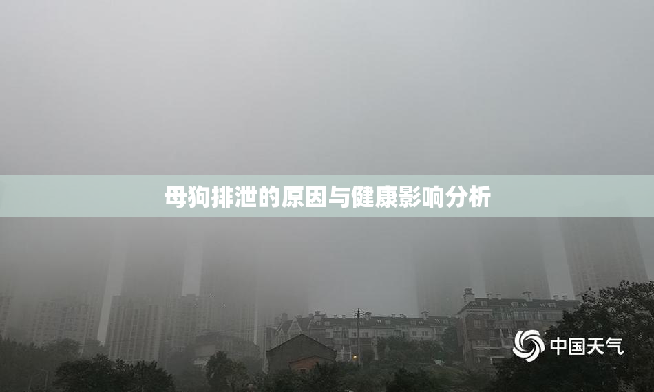 母狗排泄的原因与健康影响分析