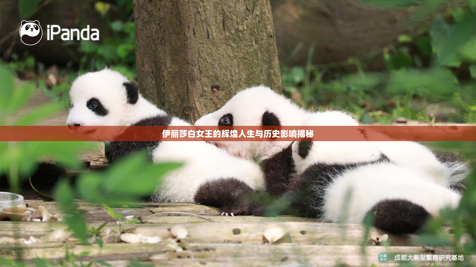 伊丽莎白女王的辉煌人生与历史影响揭秘