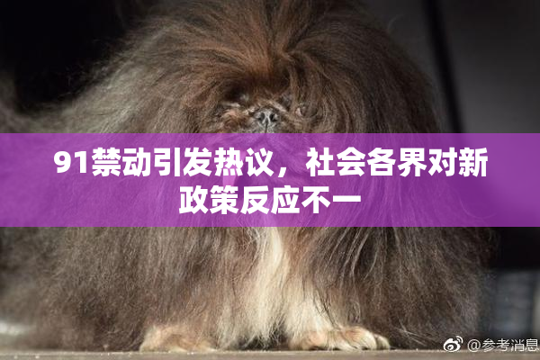 91禁动引发热议，社会各界对新政策反应不一