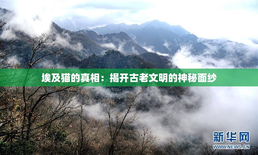 埃及猫的真相：揭开古老文明的神秘面纱