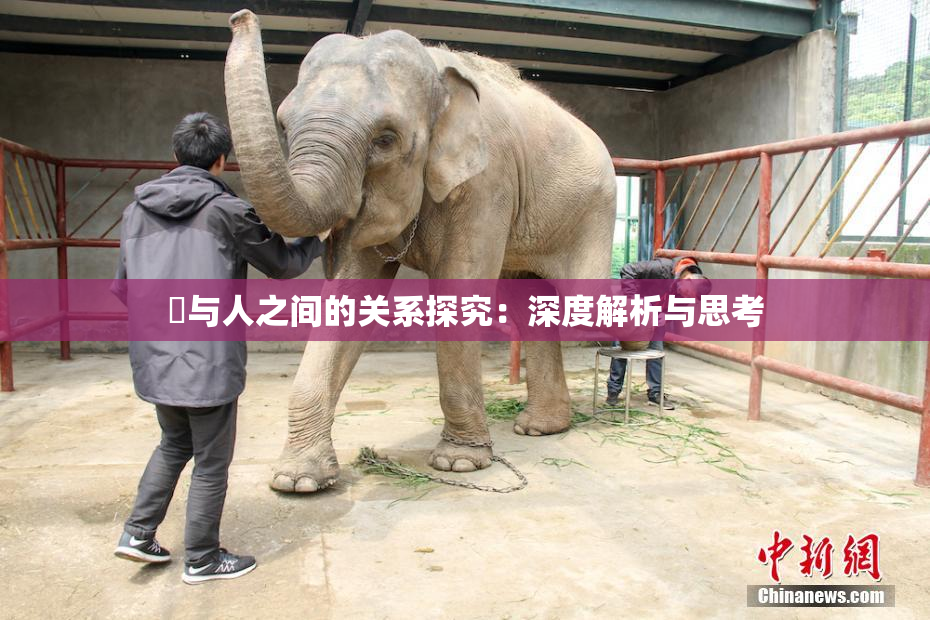 嘼与人之间的关系探究：深度解析与思考