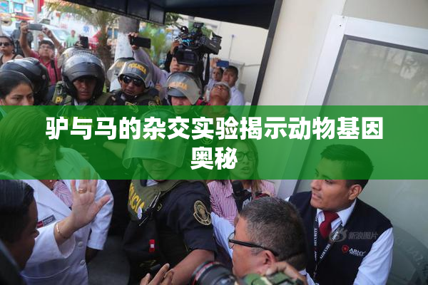 驴与马的杂交实验揭示动物基因奥秘