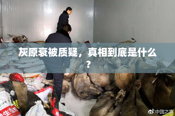 灰原衰被质疑，真相到底是什么？