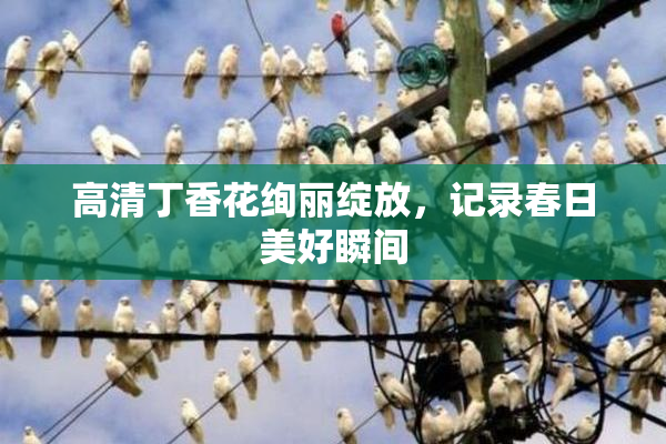 高清丁香花绚丽绽放，记录春日美好瞬间