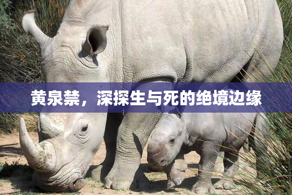 黄泉禁，深探生与死的绝境边缘