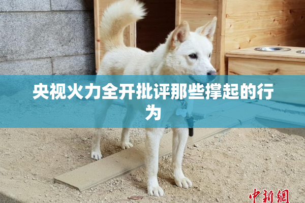 央视火力全开批评那些撑起的行为