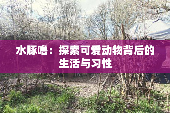 水豚噜：探索可爱动物背后的生活与习性