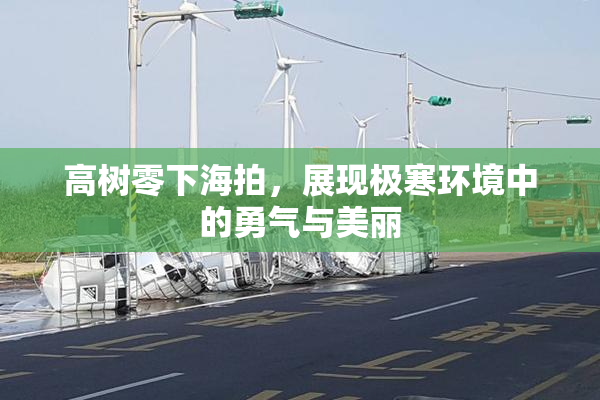 高树零下海拍，展现极寒环境中的勇气与美丽